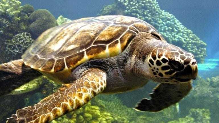 Ζάκυνθος: Αυξήθηκε ο αριθμός των φωλιών της χελώνας caretta ...