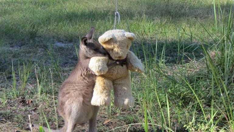 Αυστραλία: Ένα ορφανό καγκουρό περιπλανιέται αγκαλιά με ένα αρκουδάκι