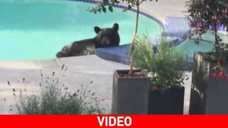 Καναδάς: Βρήκε μία αρκούδα να… χαλαρώνει στην πισίνα του