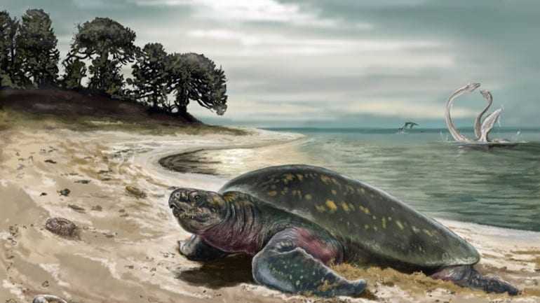 Ανακαλύφθηκε η αρχαιότερη θαλάσσια χελώνα ηλικίας 120 εκατ. ετών