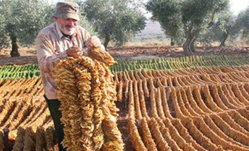 Οι καλλιεργητές καπνού κάνουν έκκληση στις Κυβερνήσεις