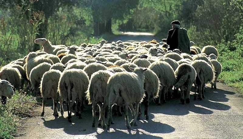 Αποζημιώσεις 4,5 εκατ. ευρώ περίπου σε κτηνοτρόφους