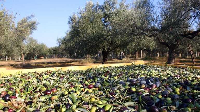 Καλή ελαιοκομική χρονιά για την Ελλάδα