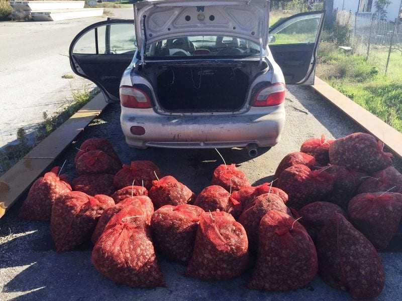 Χίλια σαράντα κιλά (1.040 kg) όστρακα του είδους αχιβάδας, ακατάλληλα