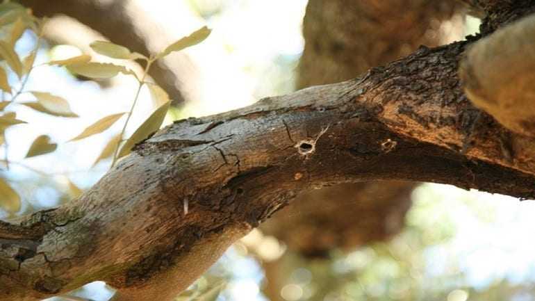 Πάνω από ένα εκατ. ελαιόδεντρα έχει καταστρέψει το βακτήριο Xylella fastidiosa