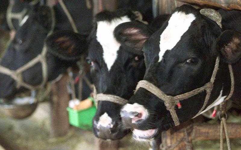 Παρέμβαση της Χρυσής Αυγής για την αποζημίωση της Οζώδους Δερματίτιδας