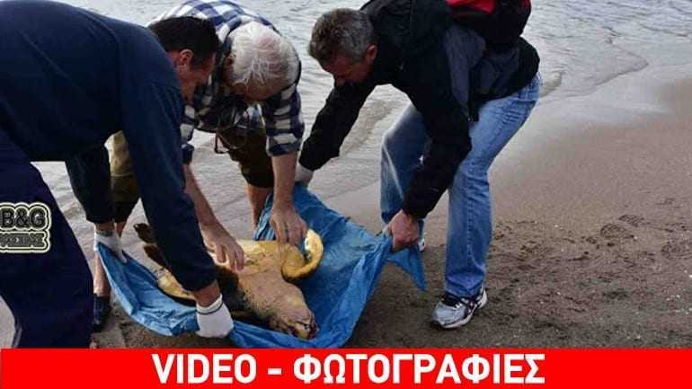 Επιχείρηση διάσωσης βαριά τραυματισμένης καρέτα-καρέτα στο Ναύπλιο