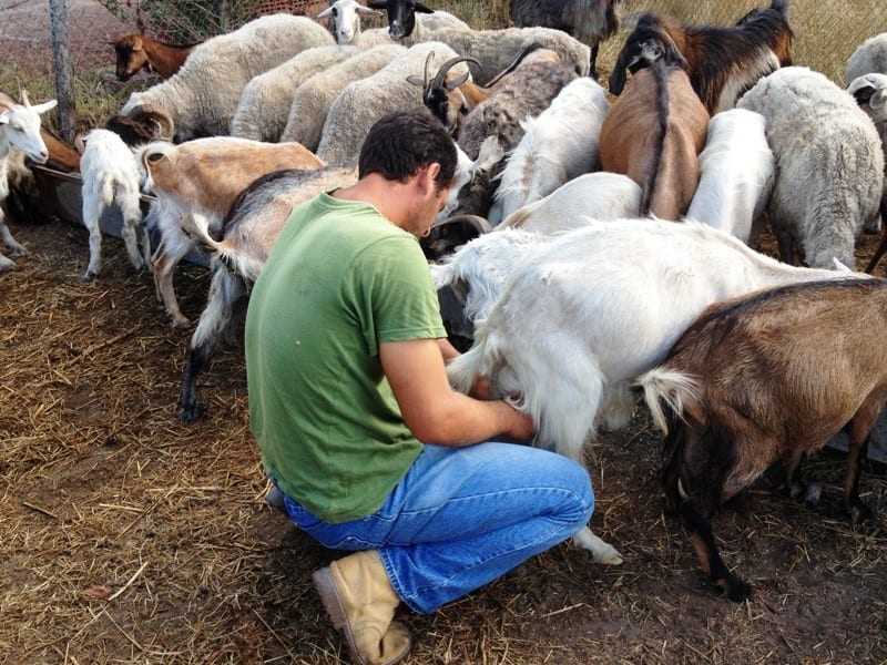 Τελικά ποιος λέει ψέματα;  ΣΥΡΙΖΑ Ξάνθης ή αγροτοκτηνοτρόφοι;