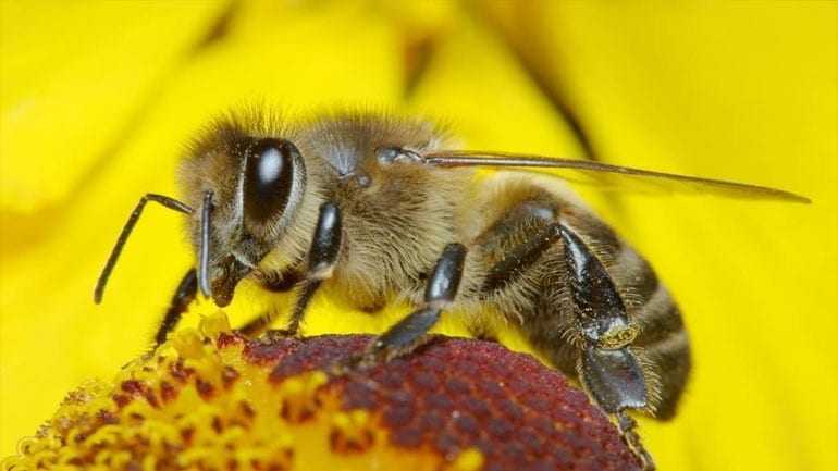 Συναγερμός για τις μέλισσες: Ο άνθρωπος τις απειλεί με αφανισμό