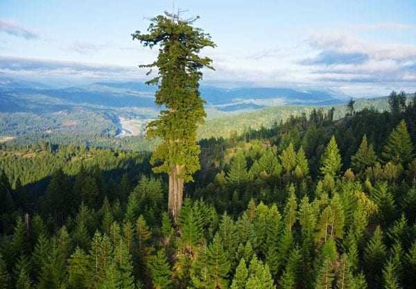 Το ψηλότερο δέντρο στον κόσμο!