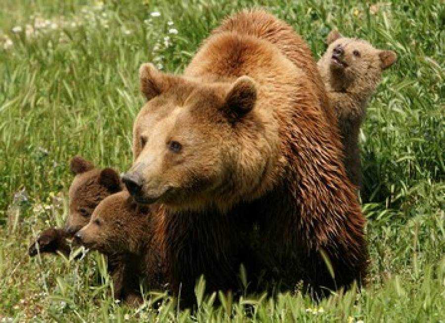 Ξύπνησαν οι αρκούδες στο Καταφύγιο του Αρκτούρου