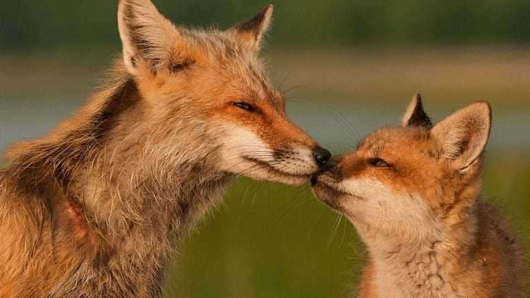 Ημαθία: Ξεκίνησε ο εμβολιασμός των κόκκινων αλεπούδων στην Αλεξάνδρεια