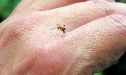 Ενημέρωση για τα κουνούπια στα Άβδηρα