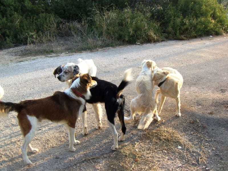 Πρόβλημα με τα αδέσποτα και στον Κεχρόκαμπο