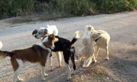 Ακροάτρια εξέφρασε την έντονη δυσαρέσκεια  της για τα αδέσποτα