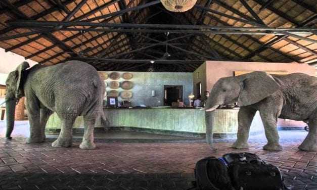Ζάμπια: Ένας ελέφαντας στο δωμάτιο (του ξενοδοχείου) σου