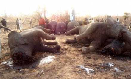 Stop στη γενοκτονία ελεφάντων!