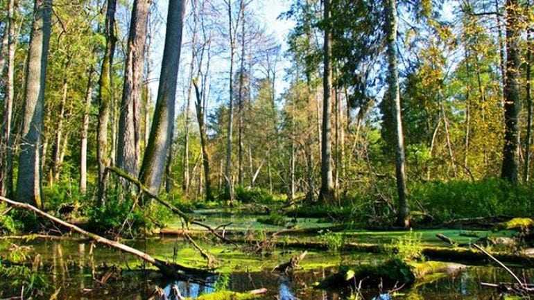 Μπήκε τσεκούρι στο αρχαιότερο δάσος της Ευρώπης