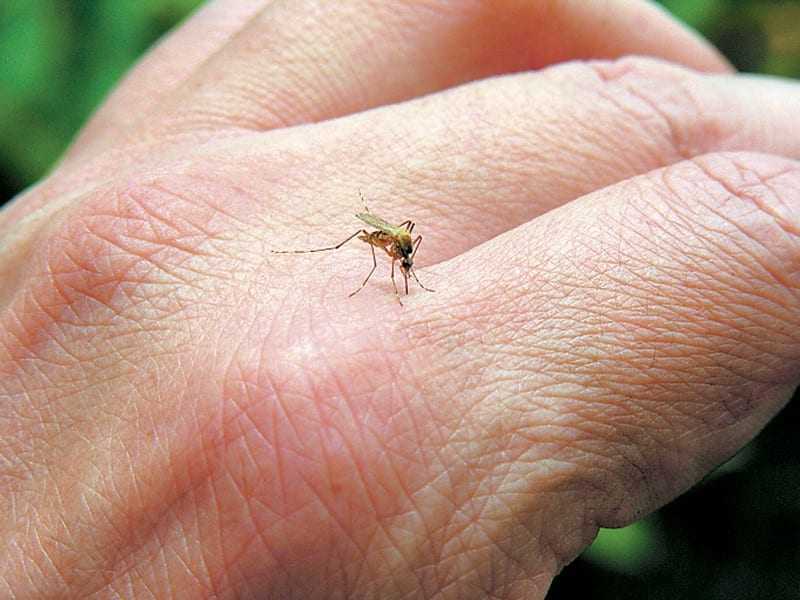 Ενημέρωση για τα κουνούπια στην Ορεστιάδα