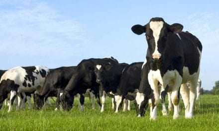 Διπλά χαμένοι  οι αγελαδοτρόφοι στον Πολύσιτο