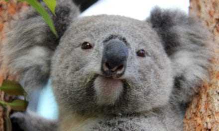Εξυπνότερο το αυστραλιανό κοάλα από τα άλλα είδη αρκούδας