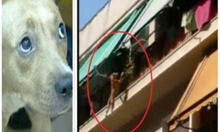 Νομική απάντηση από συνεργάτες του Κουίκ σχετικά με τον σκύλο που πετάχτηκε από τον τρίτο όροφο