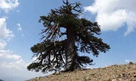 Στην Πίνδο, το γηραιότερο δέντρο της Ευρώπης