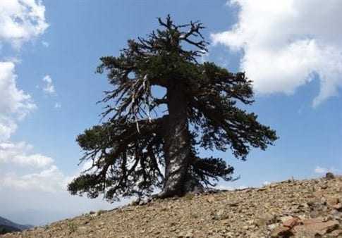 Στην Πίνδο, το γηραιότερο δέντρο της Ευρώπης