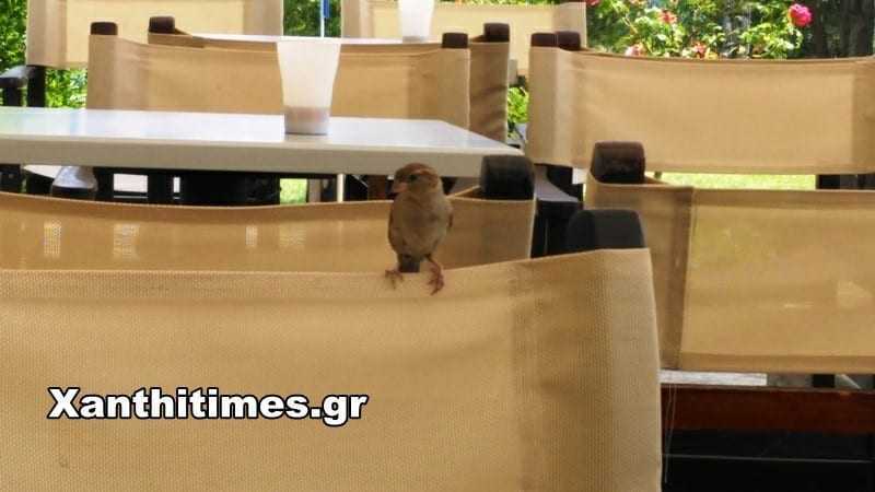 Ανήσυχο σπουργίτι απ την ζέστη