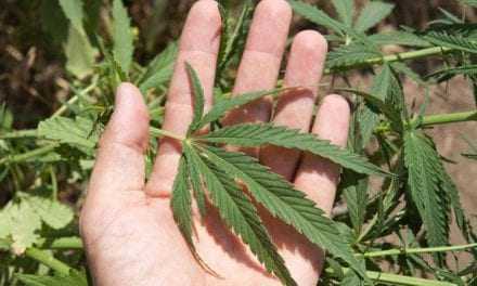 Δράμα και Καβάλα: Σύλληψη 2 ατόμων για καλλιέργεια φυτών κάνναβης  και κατοχή ναρκωτικών,