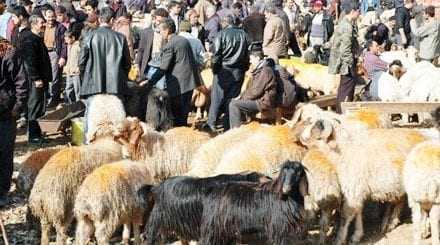Απαγόρευση αγοράς βοοειδών και αιγοπροβάτων για το μπαϊράμι εκτός ΑΜΘ