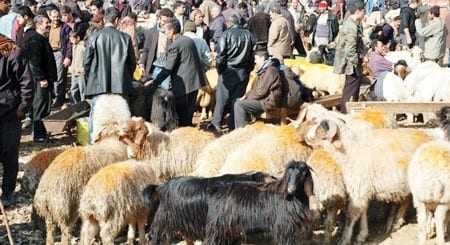 Απαγόρευση αγοράς βοοειδών και αιγοπροβάτων για το μπαϊράμι εκτός ΑΜΘ