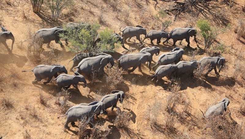 Οι αφρικανικοί ελέφαντες βαίνουν προς εξαφάνιση με ρυθμό μείωσης 8% τον χρόνο