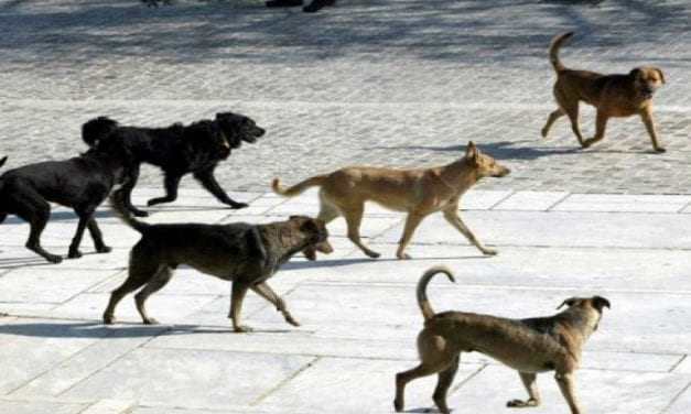 Δυστυχώς δέν υπάρχει λύση για τα αδέσποτα