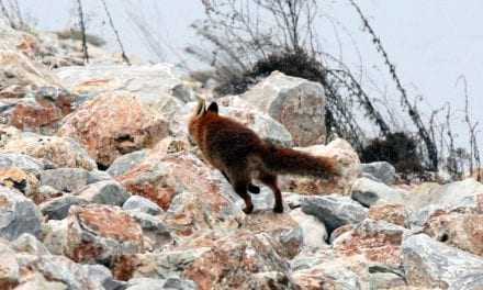 Μετά τις 20 Οκτωβρίου ξεκινά ο εμβολιασμός των αλεπούδων κατά της λύσσας
