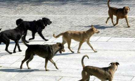 αδέσποτο στην Χρύσα επιτέθηκε σε ποδηλάτισσα