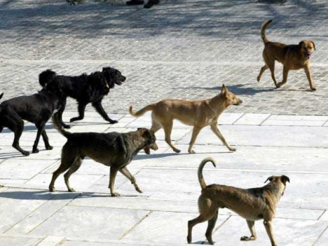 αδέσποτο στην Χρύσα επιτέθηκε σε ποδηλάτισσα