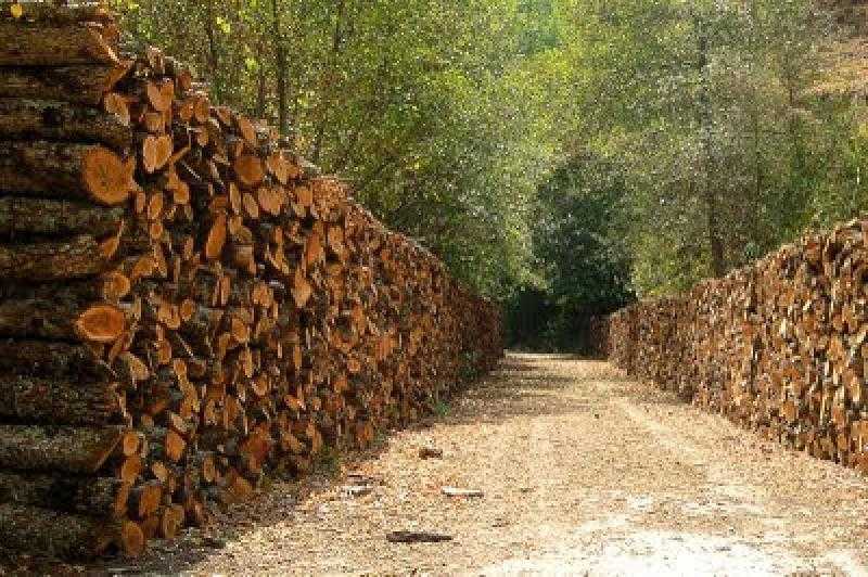 Καυσόξυλα στους Ξανθιώτες από το δασαρχείο και τα περίπτερα που κινδυνεύουν να κλείσουν