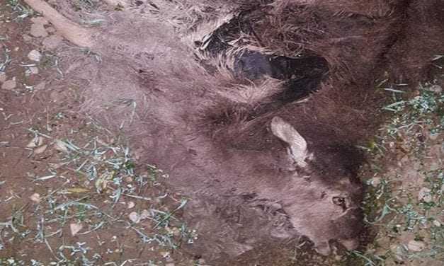 Άγνωστοι σκότωσαν 14 ελάφια στη Ρόδο – σε εξέλιξη έρευνες της αστυνομίας και της θηροφυλακής