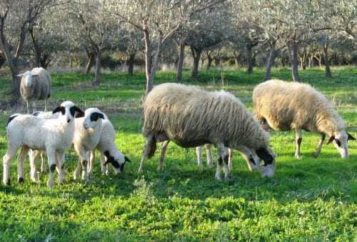 Τα βάσανα των κτηνοτρόφων συνεχίζονται. Απαγορεύσεις της Κτηνιατρικής Υπηρεσίας ΑΜΘ για την ευλογιά των αιγοπροβάτων.