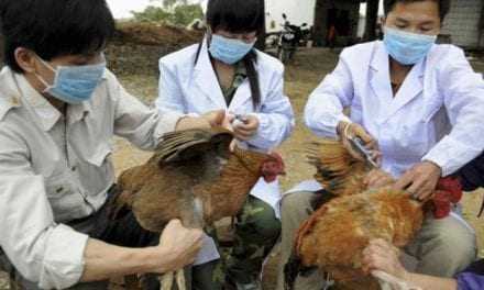 Εντολές από την κτηνιατρική υπηρεσία για την γρίπη των πτηνών