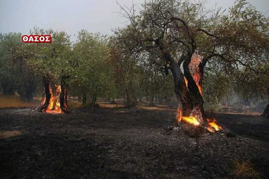 Δεν αποζημιώθηκαν οι αγροτοκτηνοτρόφοι της Θάσου. Ρίχνουν ευθύνη στην ΑΜΘ