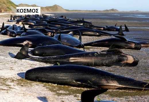Εικόνες σοκ στην Ν. Ζηλανδία! Εκατοντάδες φάλαινες νεκρές στην ακτή