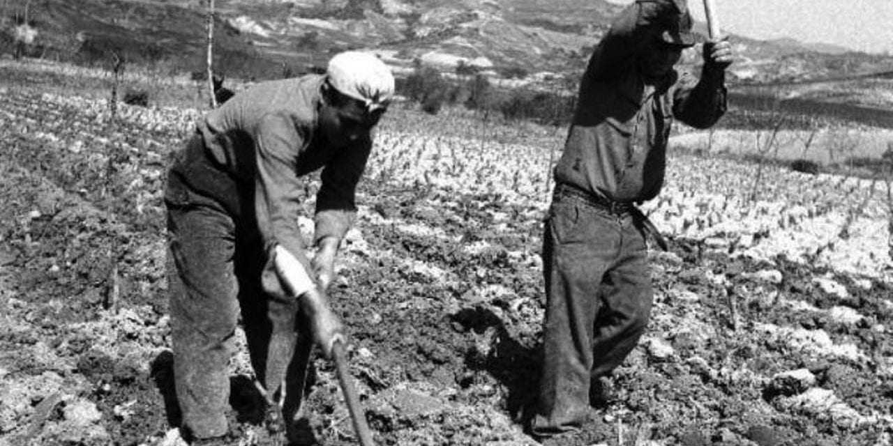 Σκοτώνουν την αγροτιά