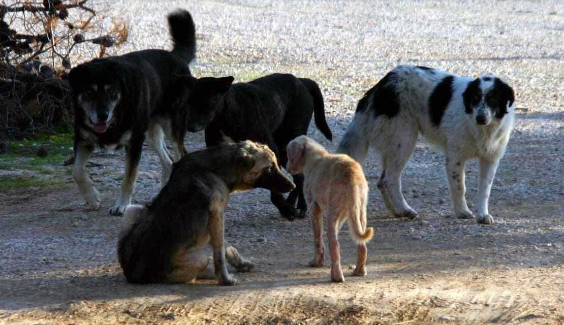 Ένας δήμος που δεν μπορεί να «μαντρώσει» ένα αδέσποτο