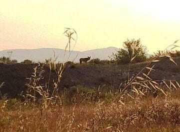 Λύκοι στην Ξάνθη. Οι κυνηγοί εφιστούν την προσοχή των πολιτών