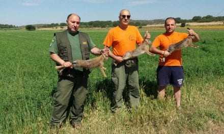 Εμπλουτισμός Βιοτόπων με λαγούς από τον Κυνηγετικό Σύλλογο Ξάνθης