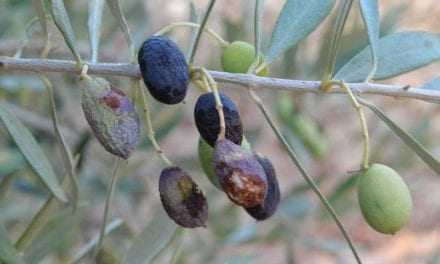 Ακόμη μία χρονιά οι ελαιοπαραγωγοί αντιμέτωποι για τον δάκο. Πόιός θα τους προστατεύσει;