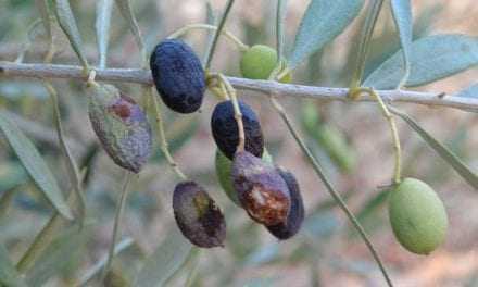 Ακόμη μία χρονιά οι ελαιοπαραγωγοί αντιμέτωποι για τον δάκο. Πόιός θα τους προστατεύσει;