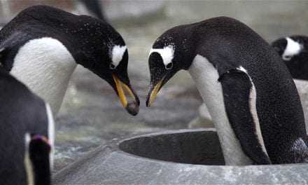 Οι πιγκουίνοι κάνουν πρόταση γάμου στη σύντροφό τους!
